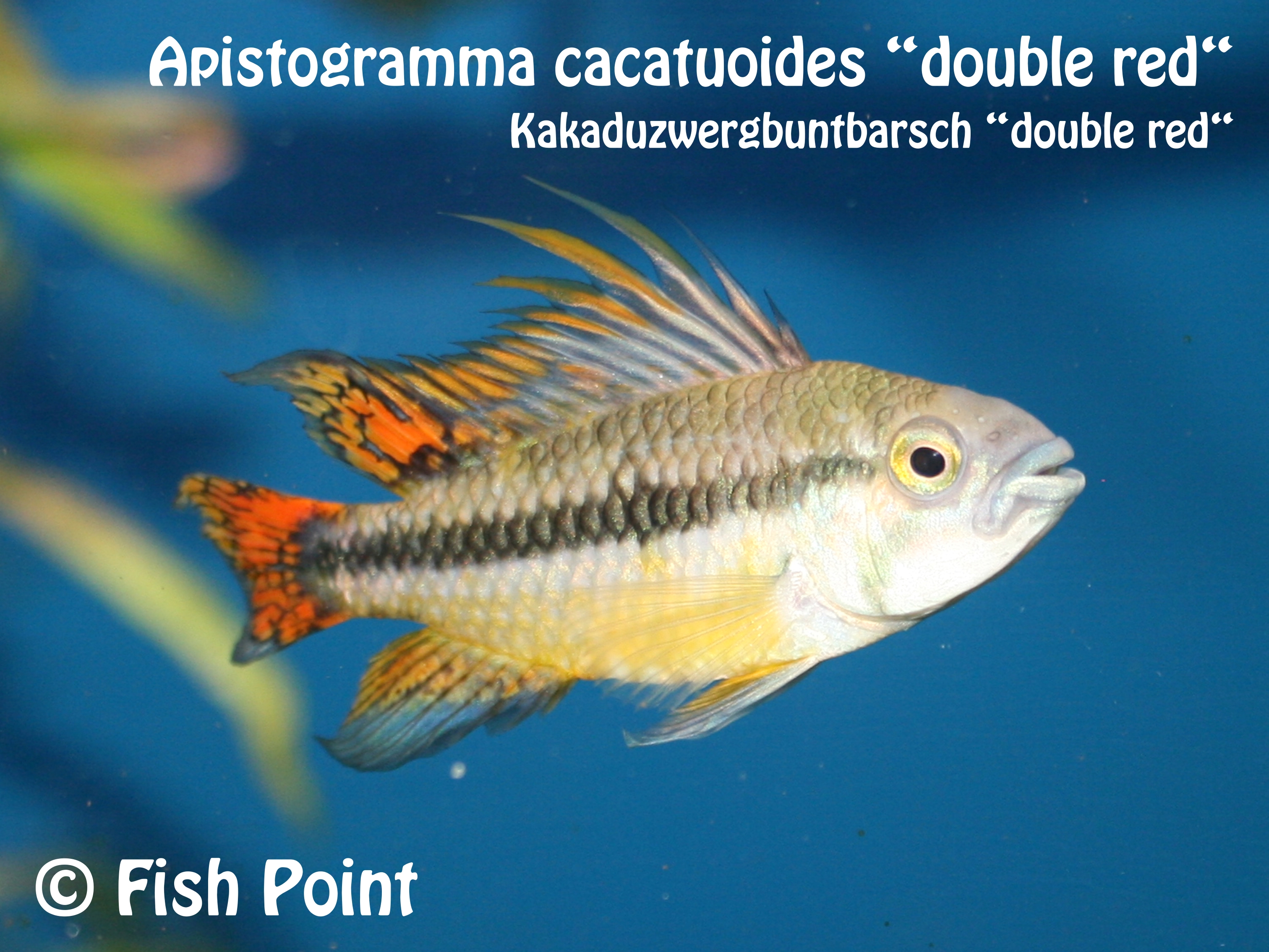 Apistogramma cacatuoides double red