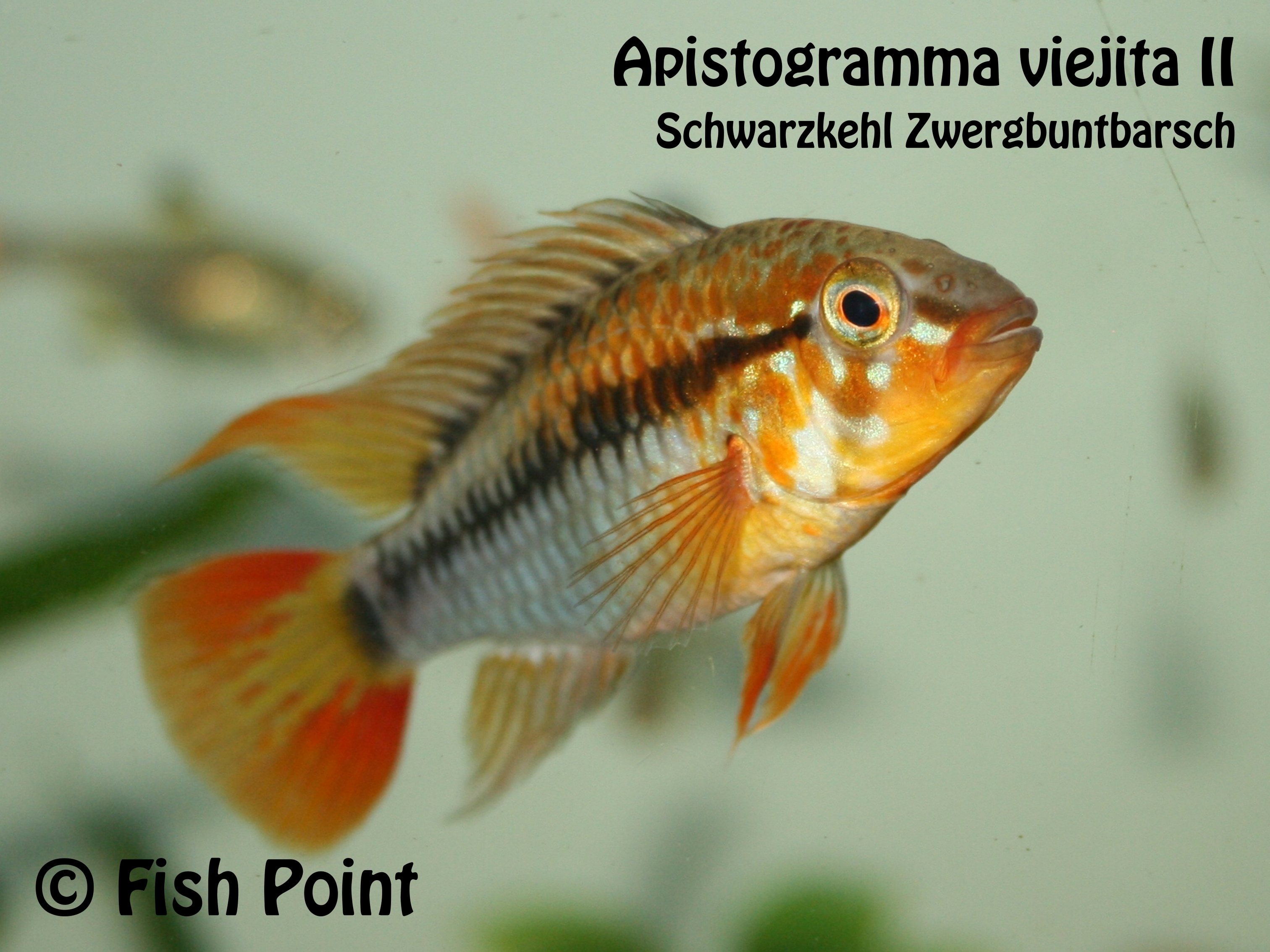 Apistogramma viejita II
