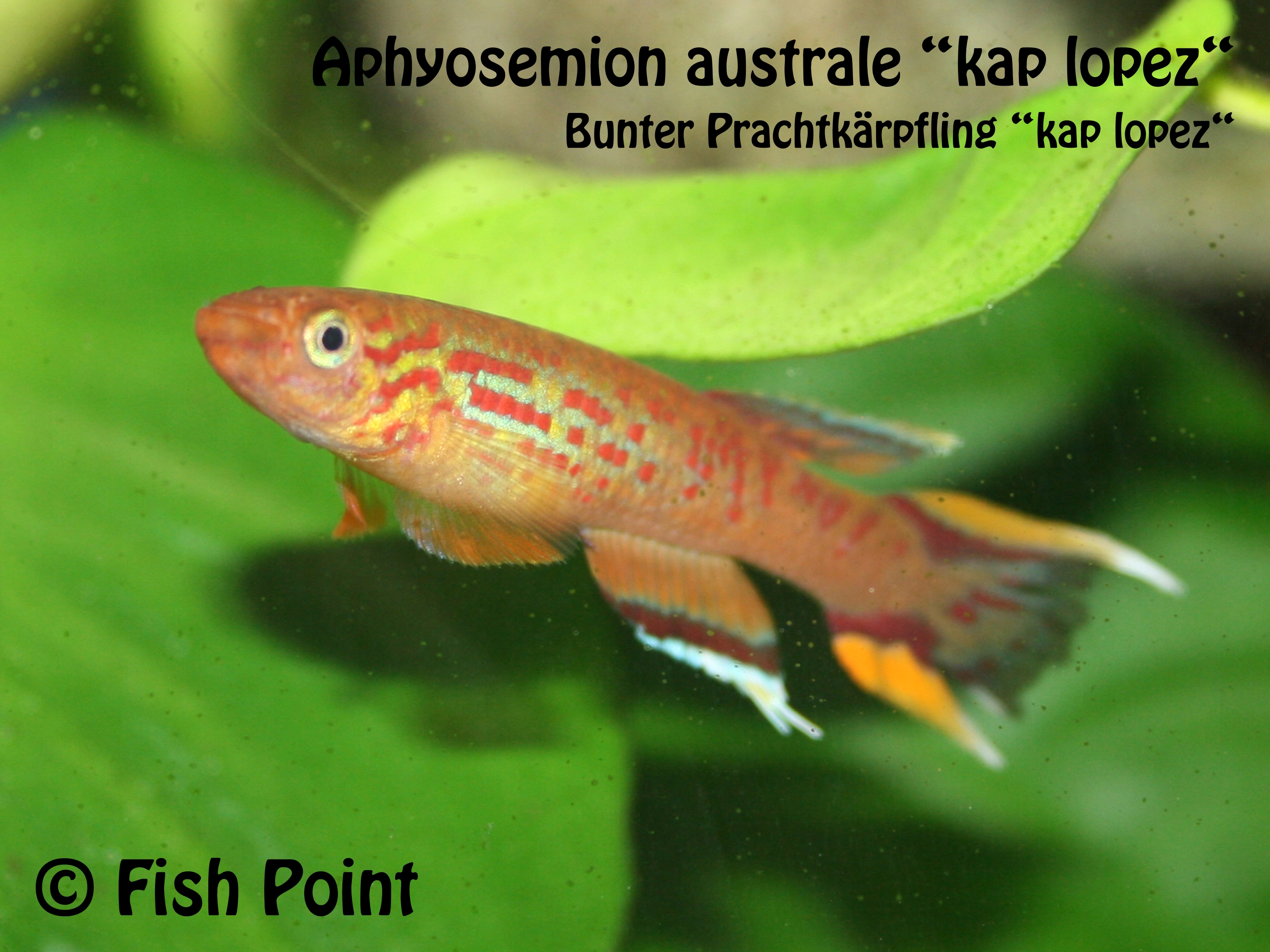 Aphyosemion australe kap lopez