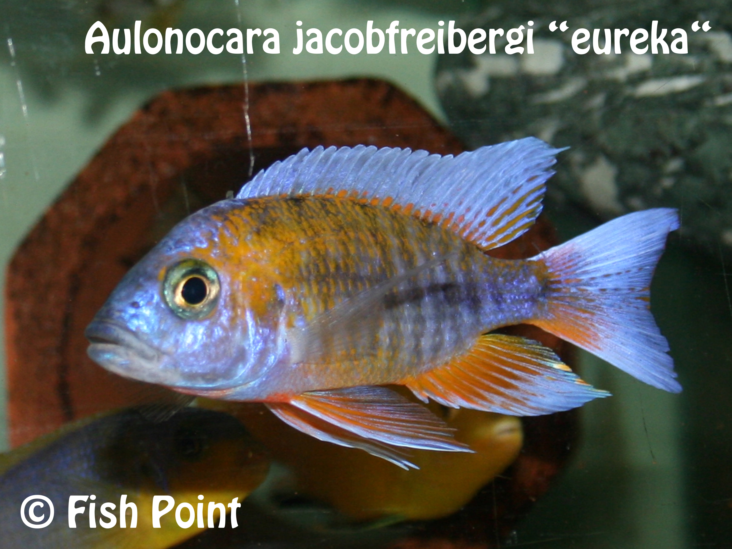 Aulonocara jacobfreibergi eureka
