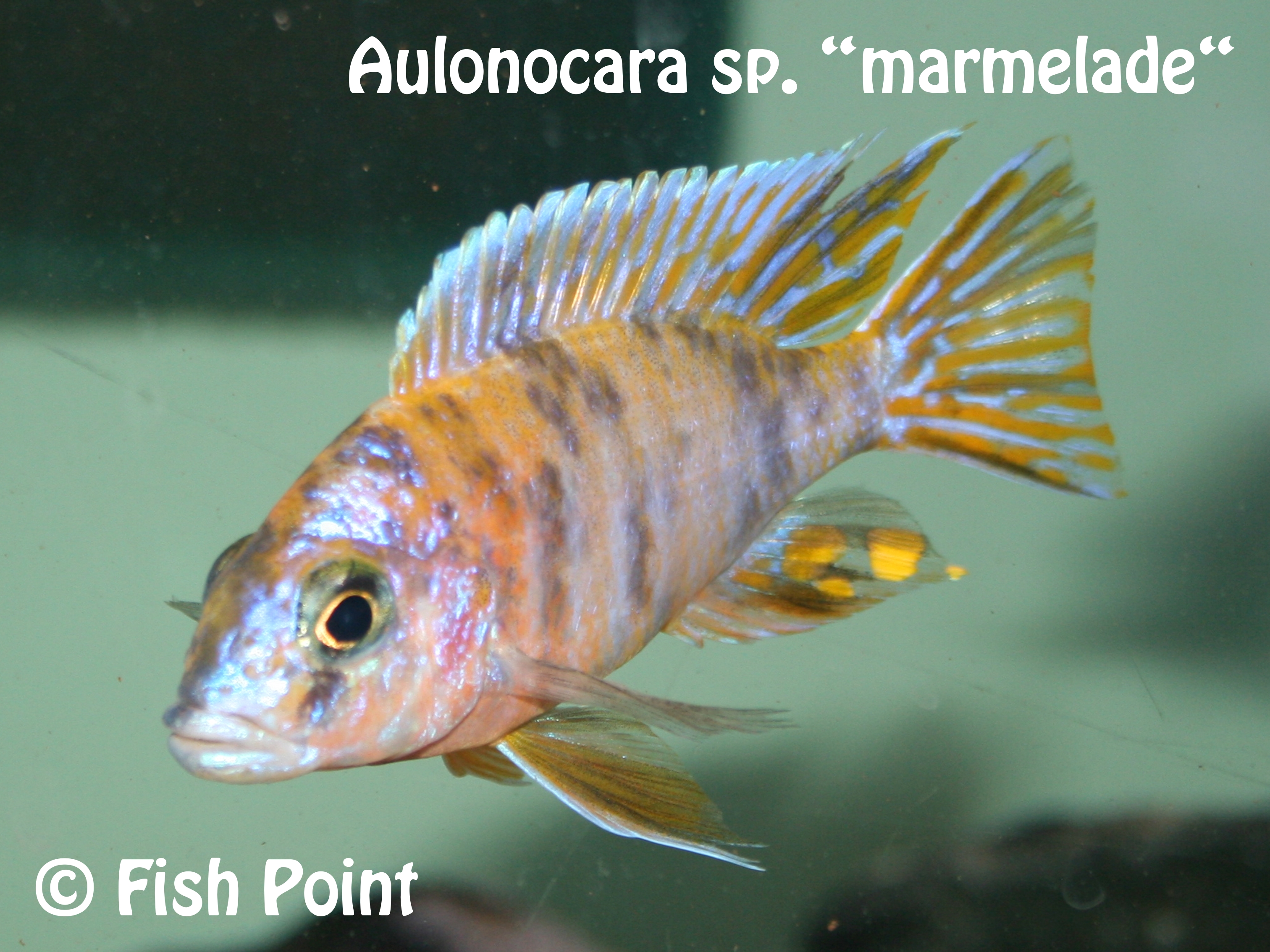 Aulonocara sp. marmelade