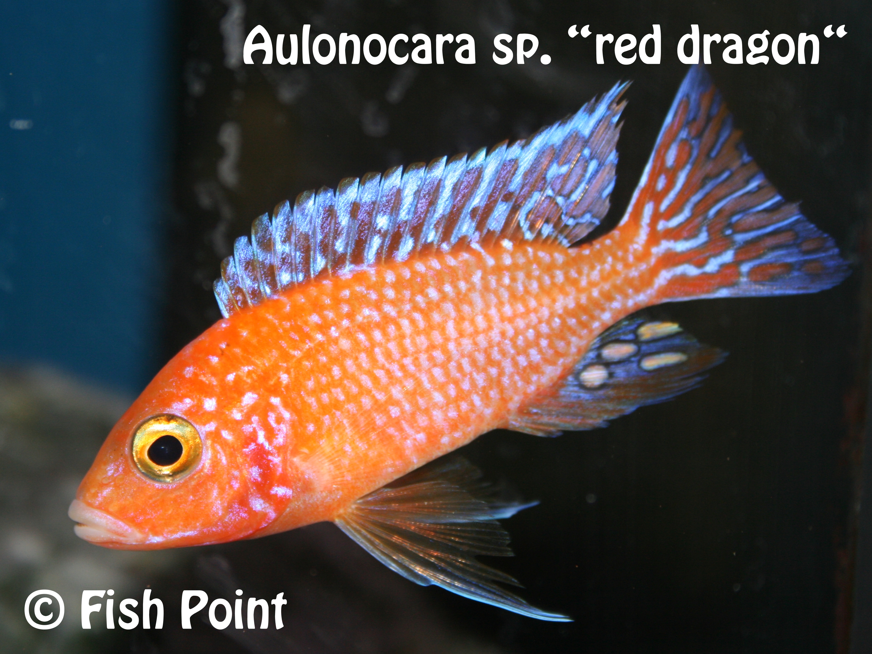 Aulonocara sp. red dragon