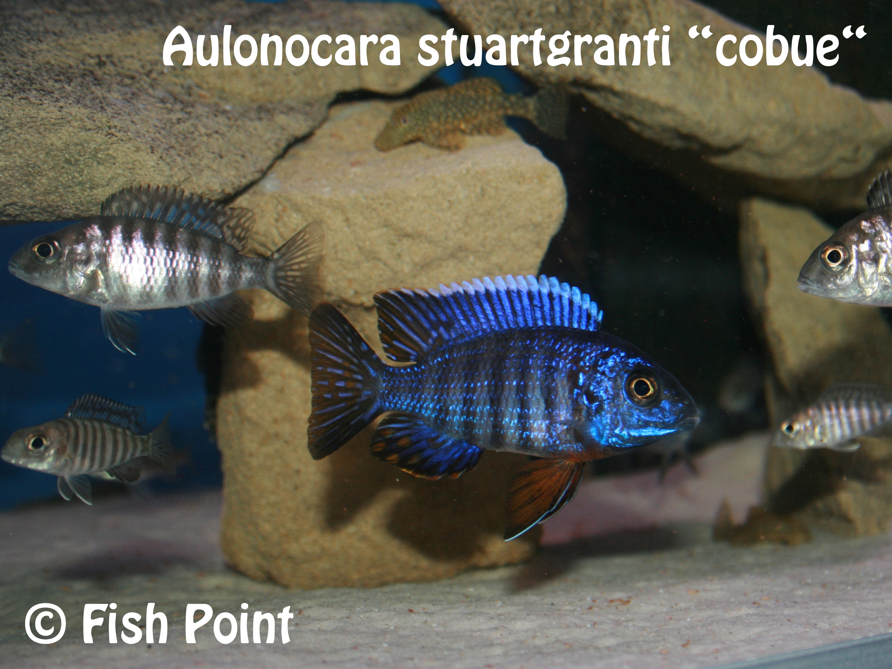 Aulonocara stuartgranti cobue