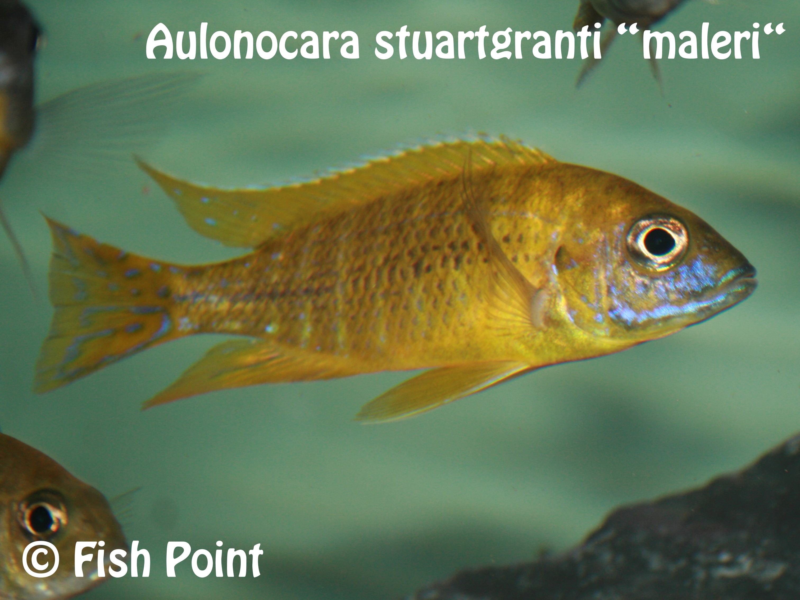 Aulonocara stuartgranti maleri