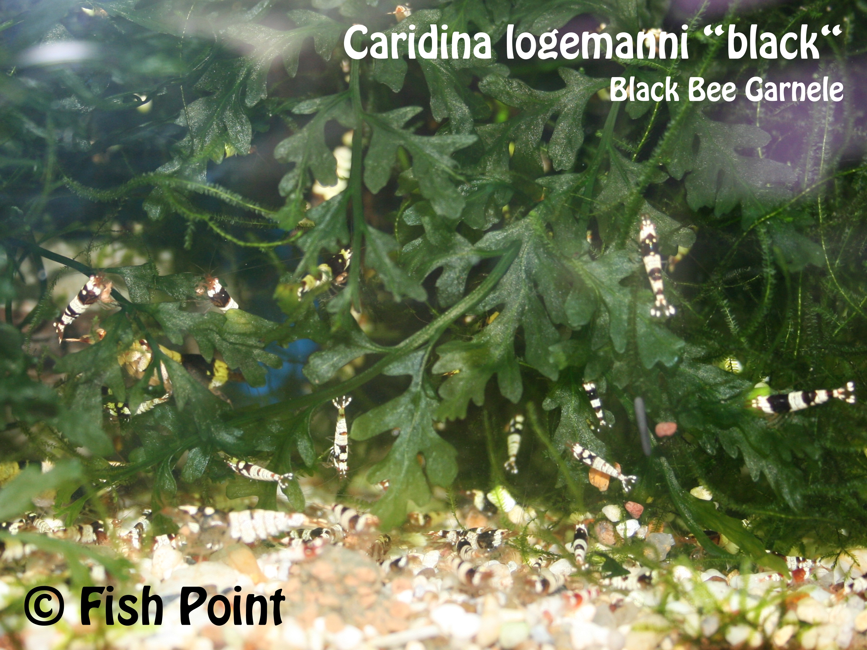 Caridina logemanni black