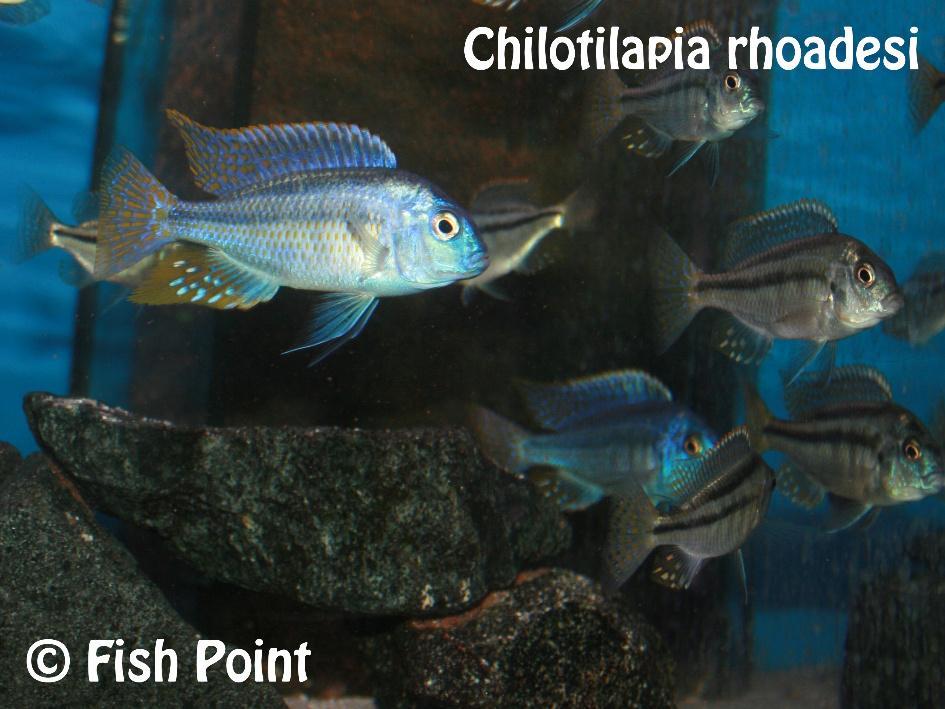 Chilotilapia rhoadesi