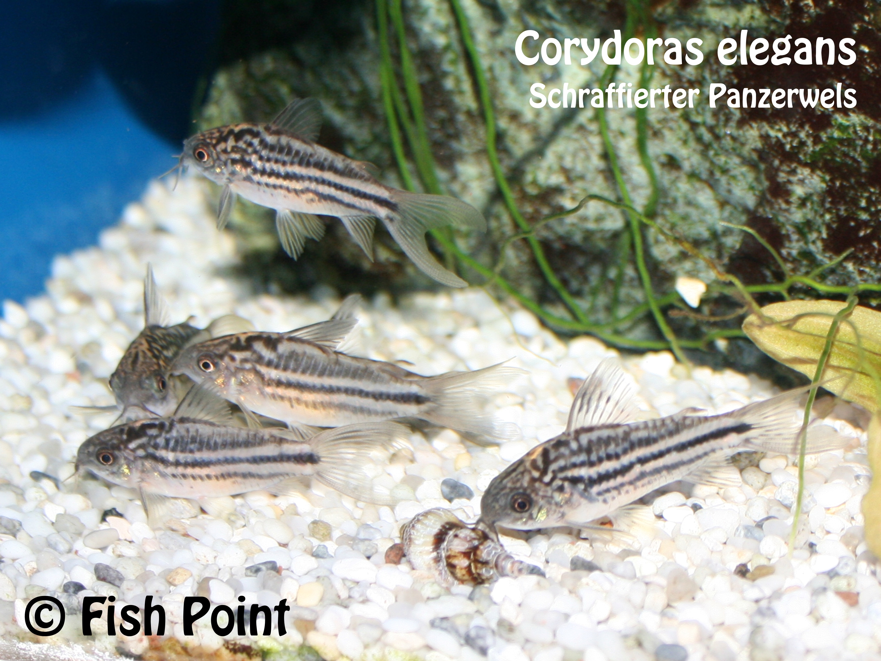 Corydoras elegans