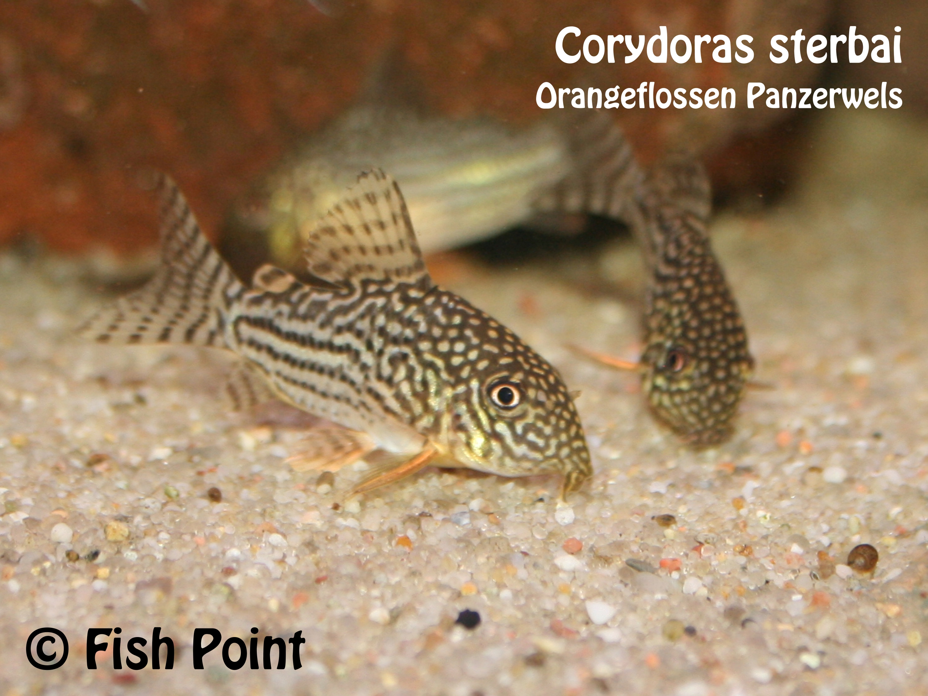 Corydoras sterbai