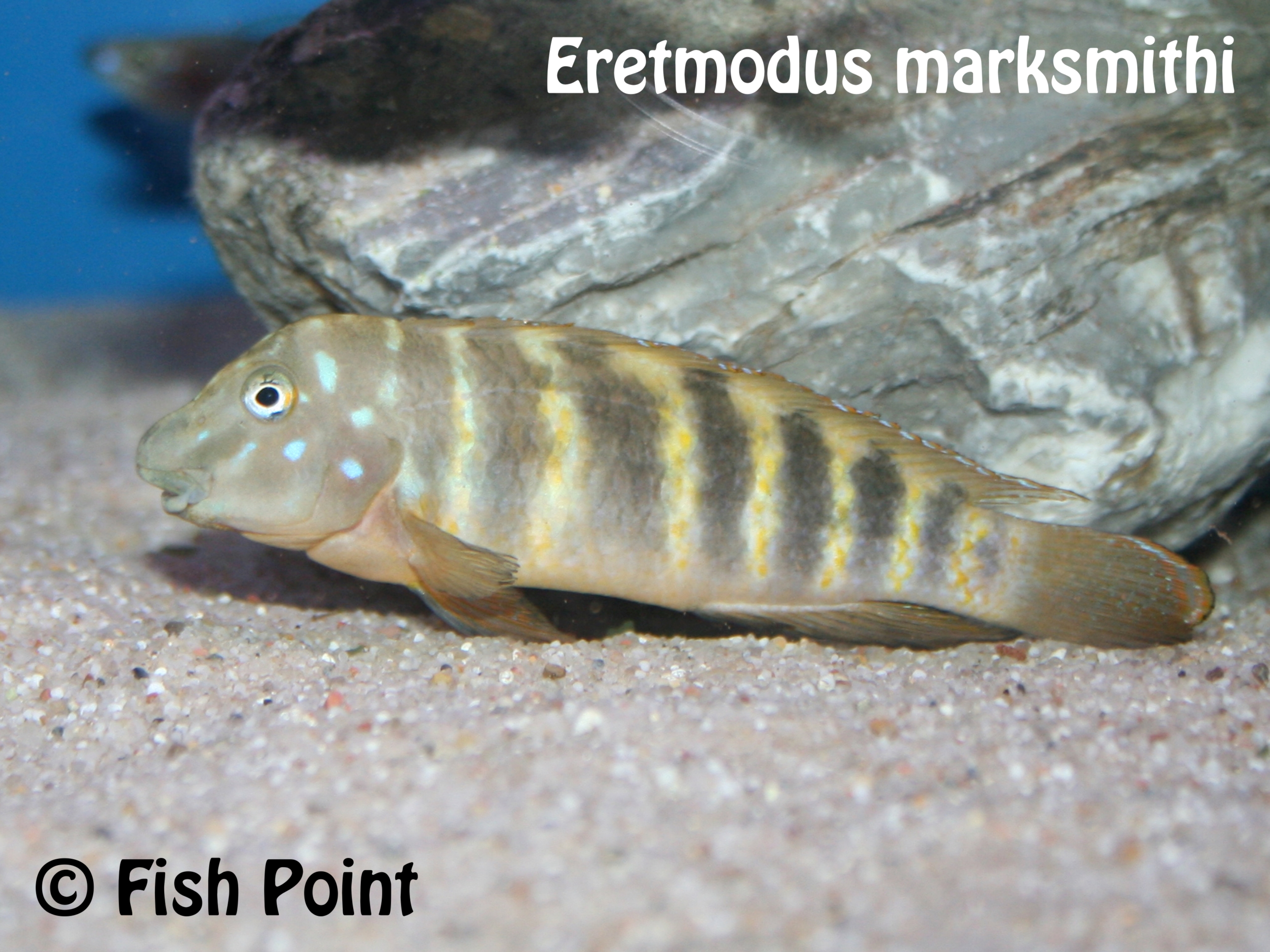 Eretmodus marksmithi