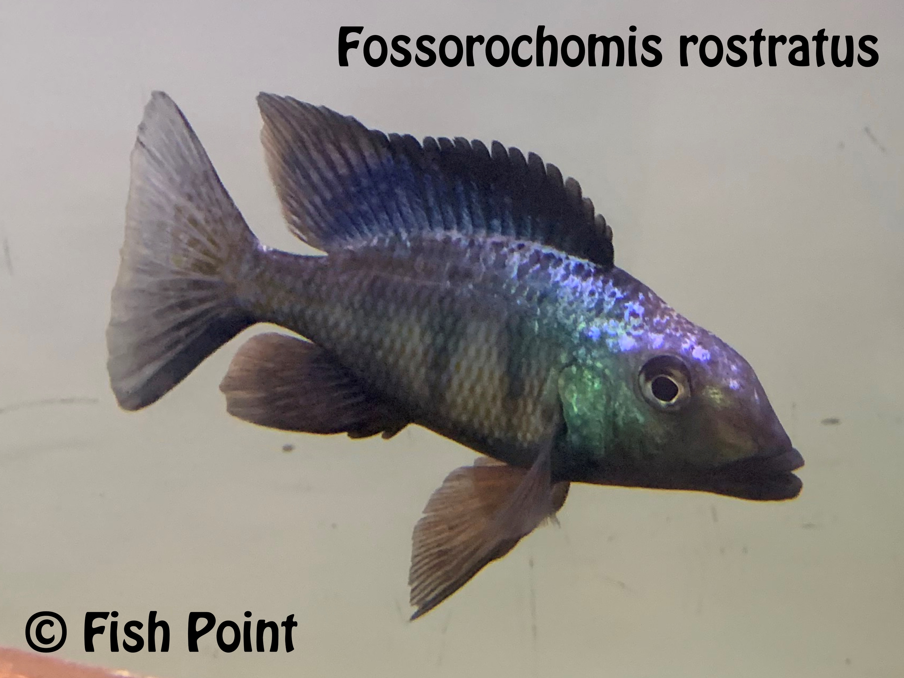 Fossorochromis rostratus