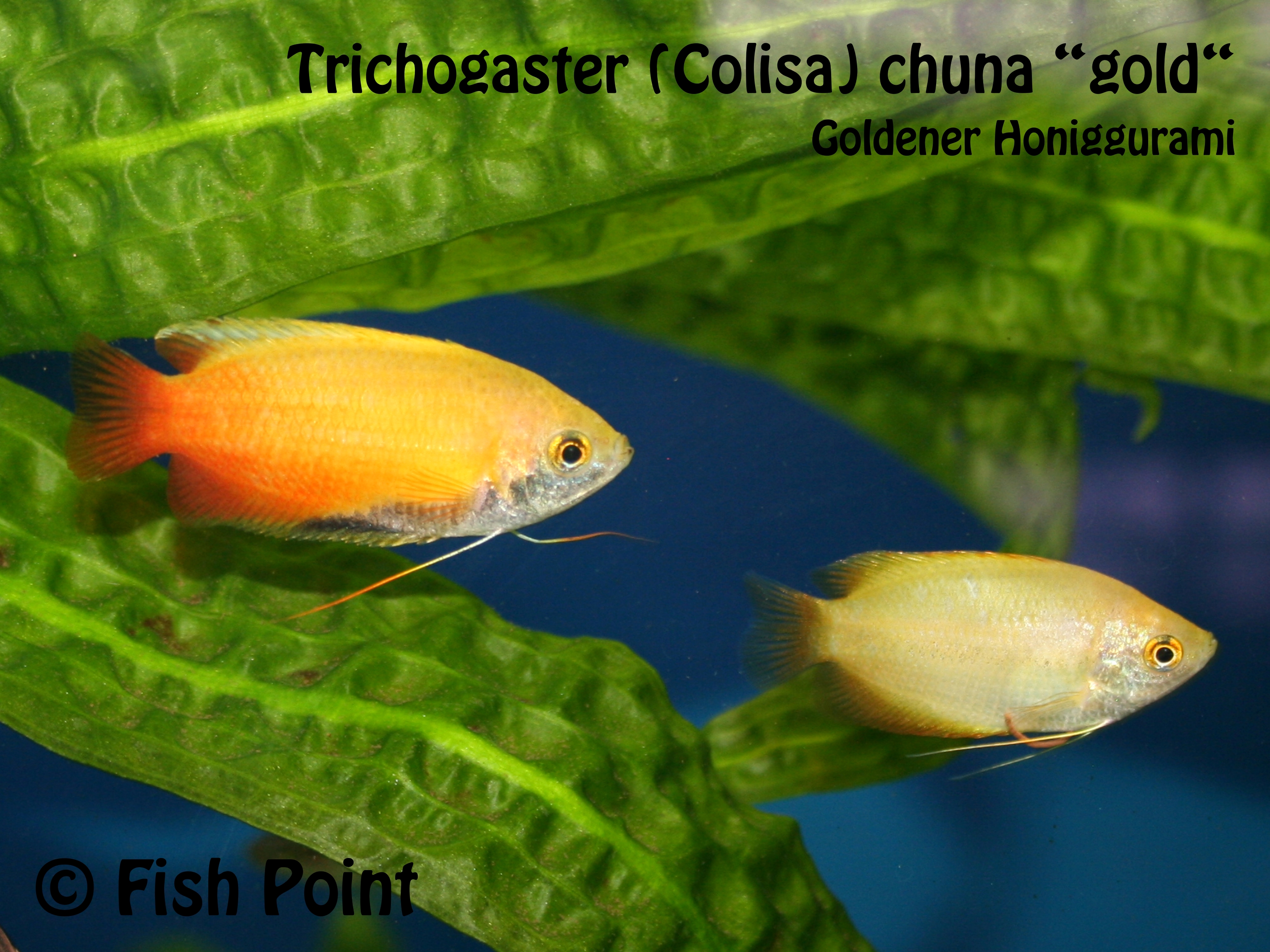 Goldener Honiggurami