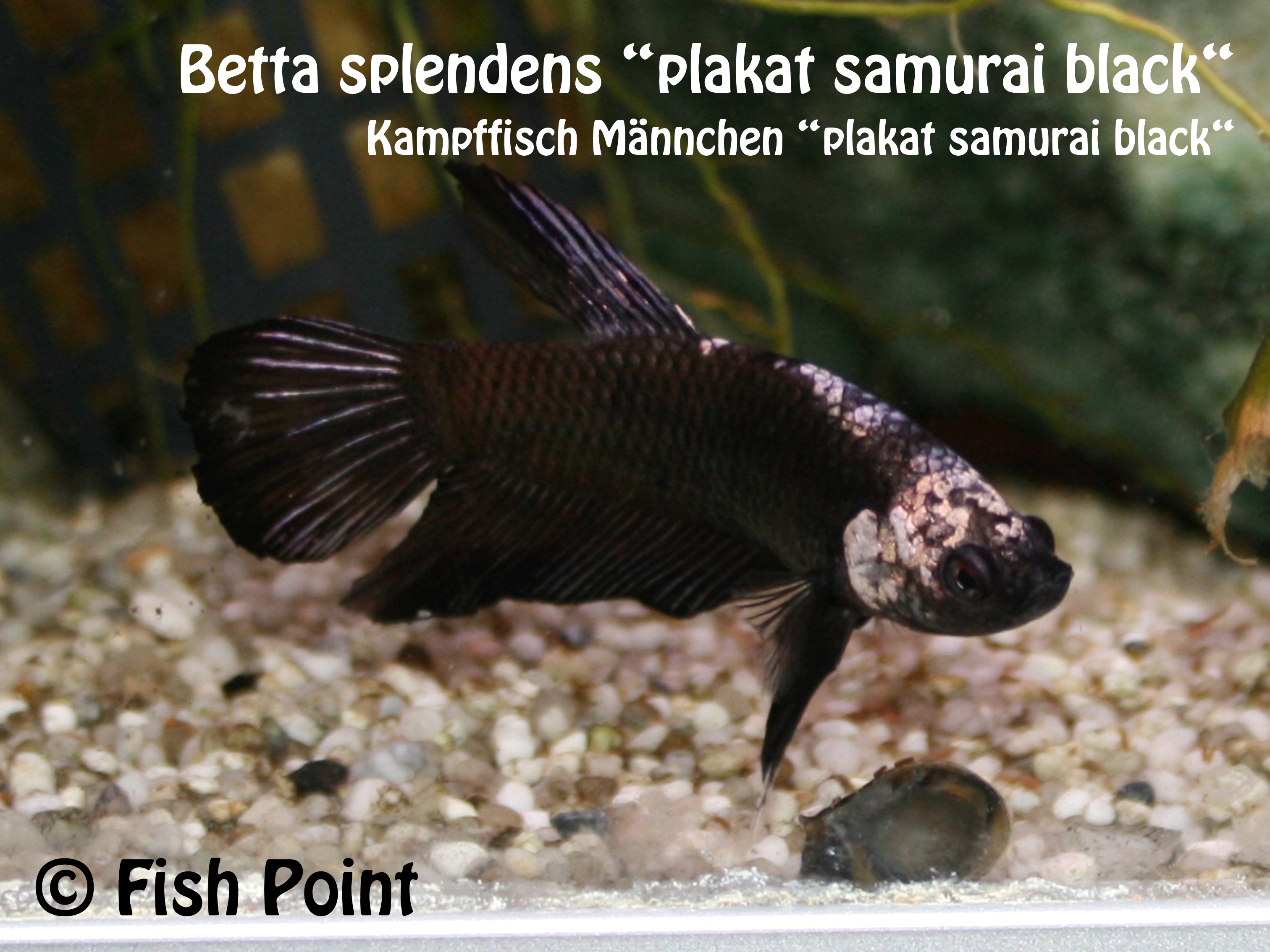 Kampffisch plakat samurai black