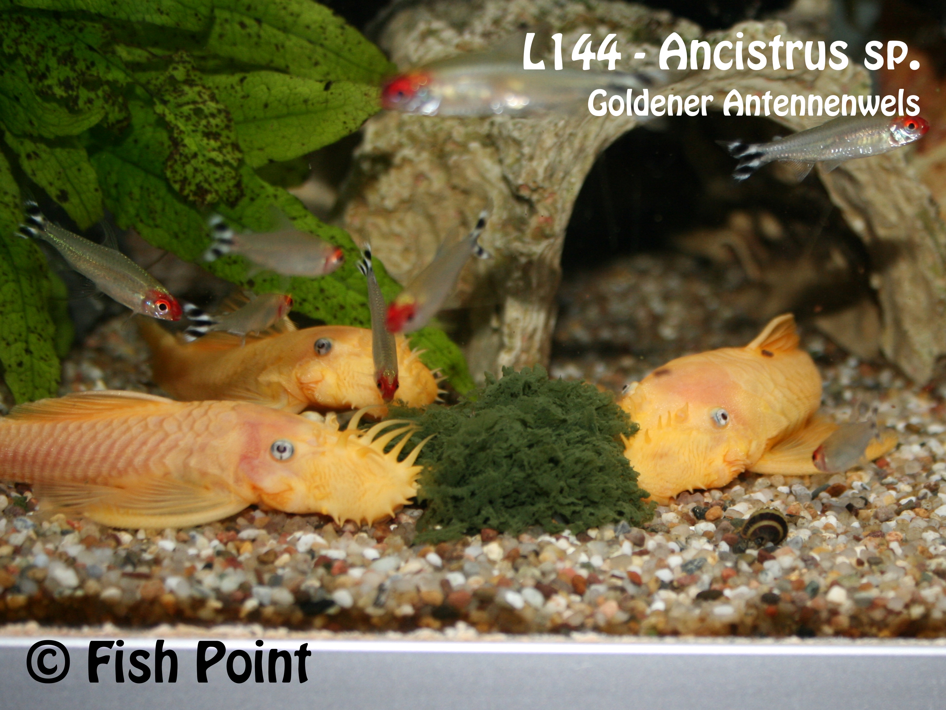 L144 Goldener Antennenwels