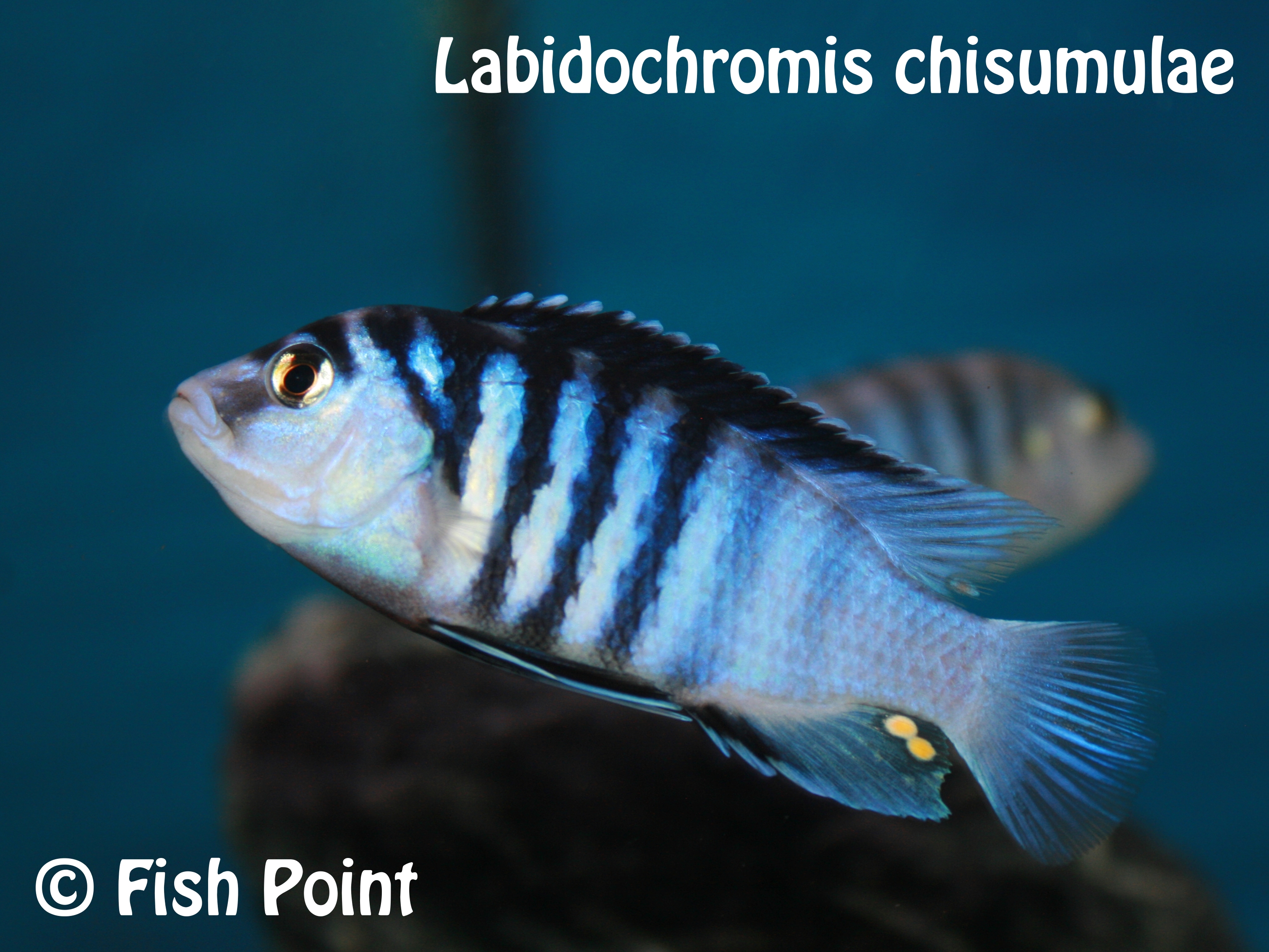 Labidochromis chisumulae