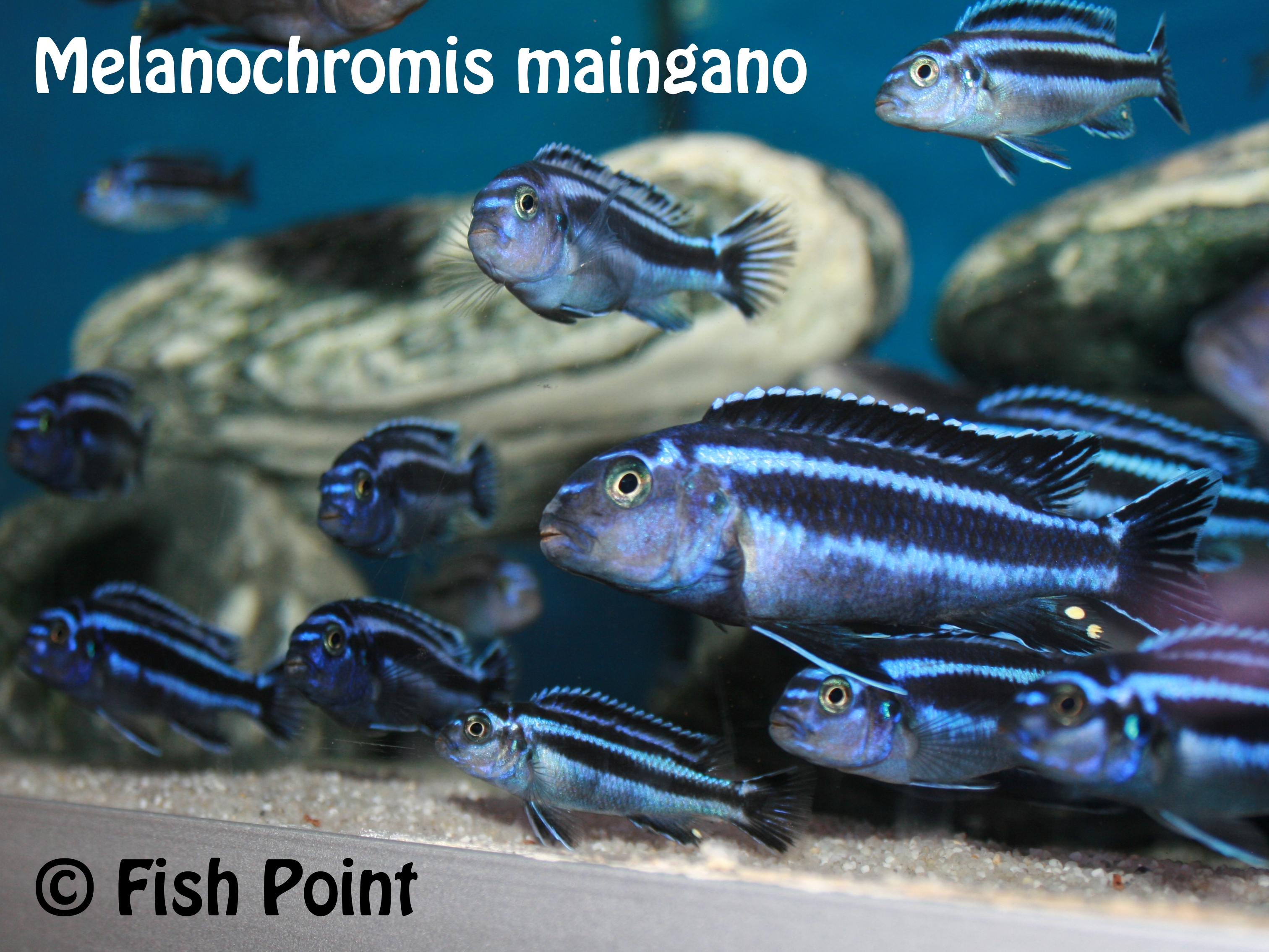 Melanochromis maingano