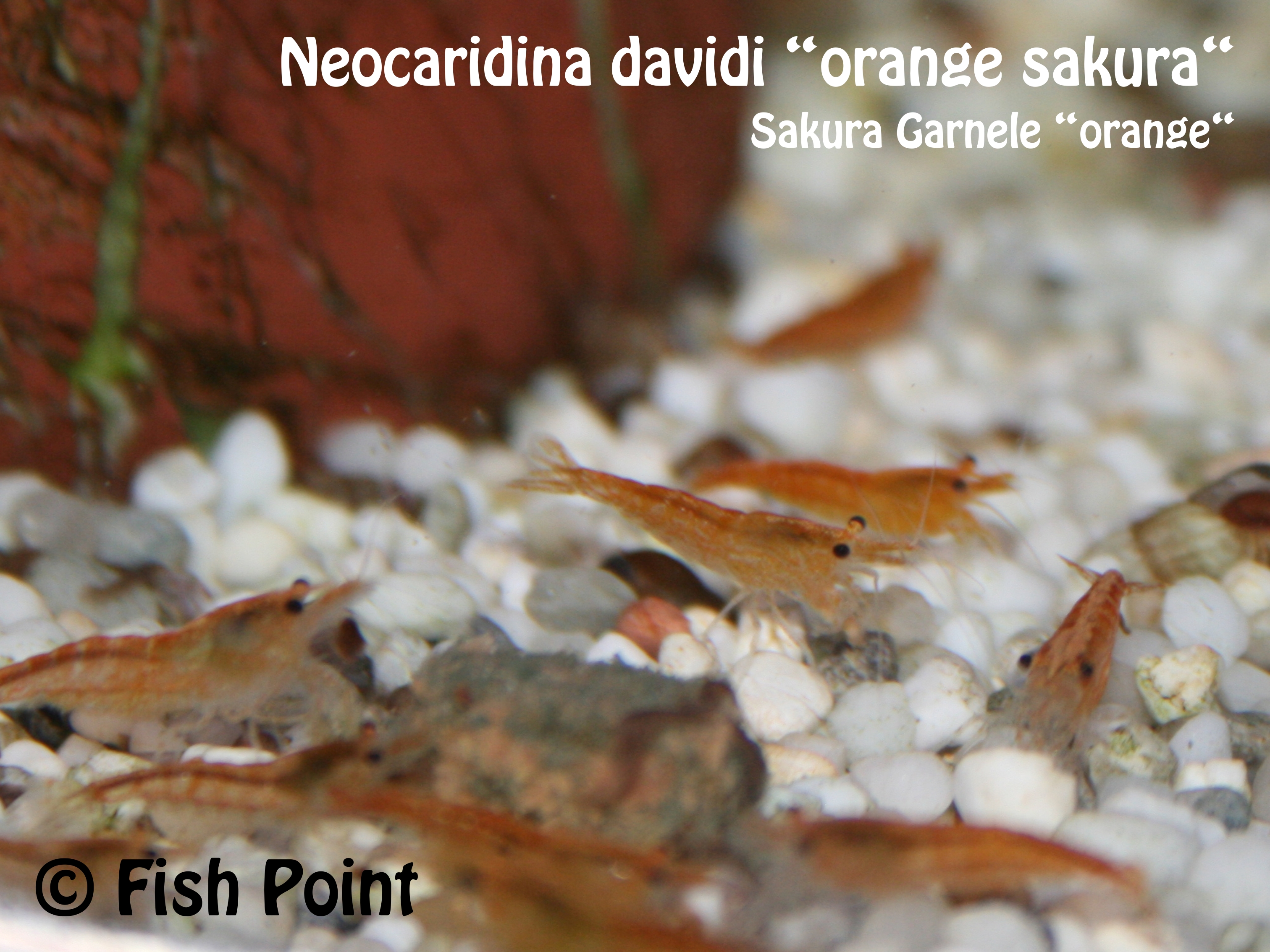 Neocaridina davidi orange sakura