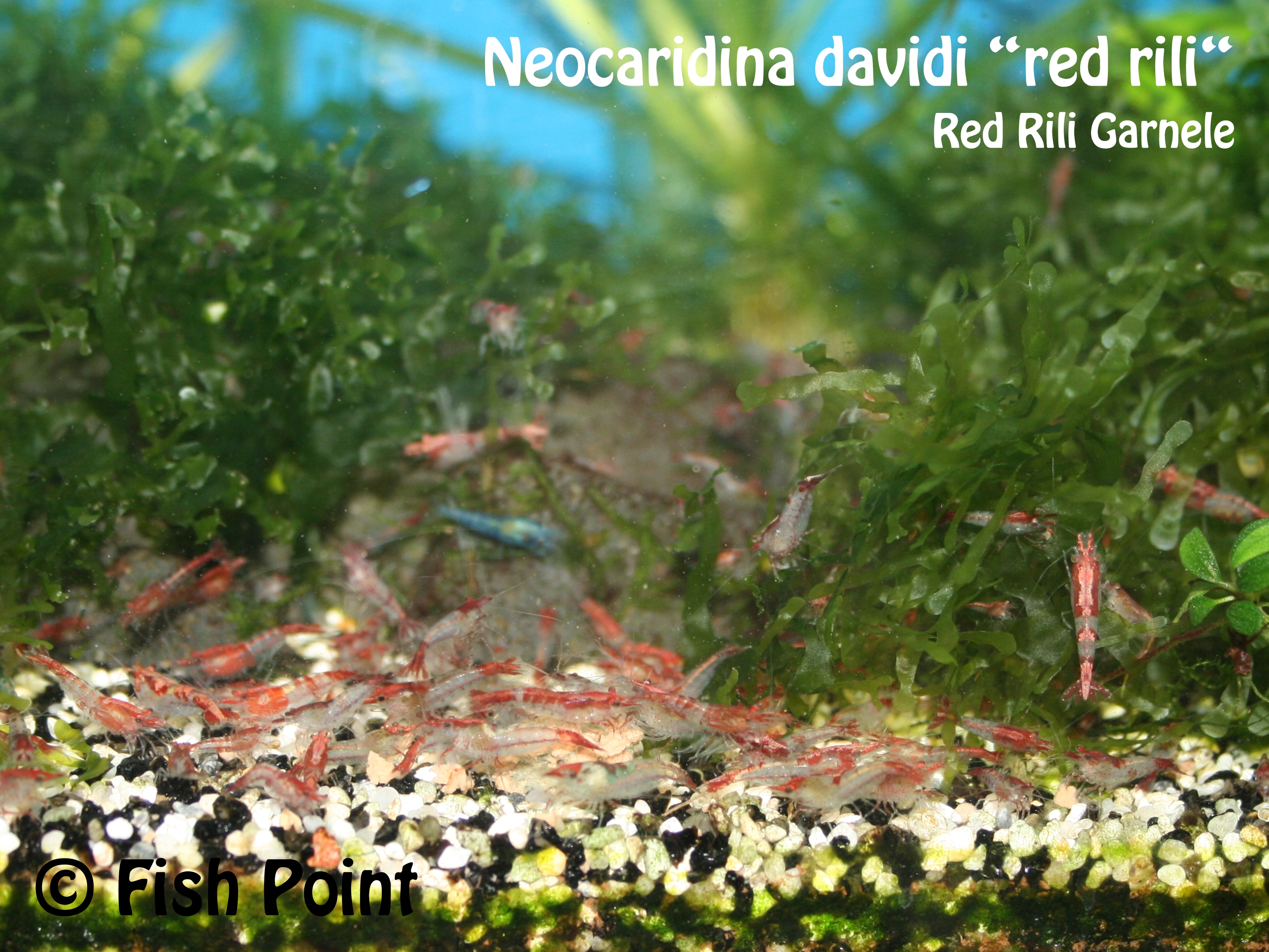Neocaridina davidi red rili