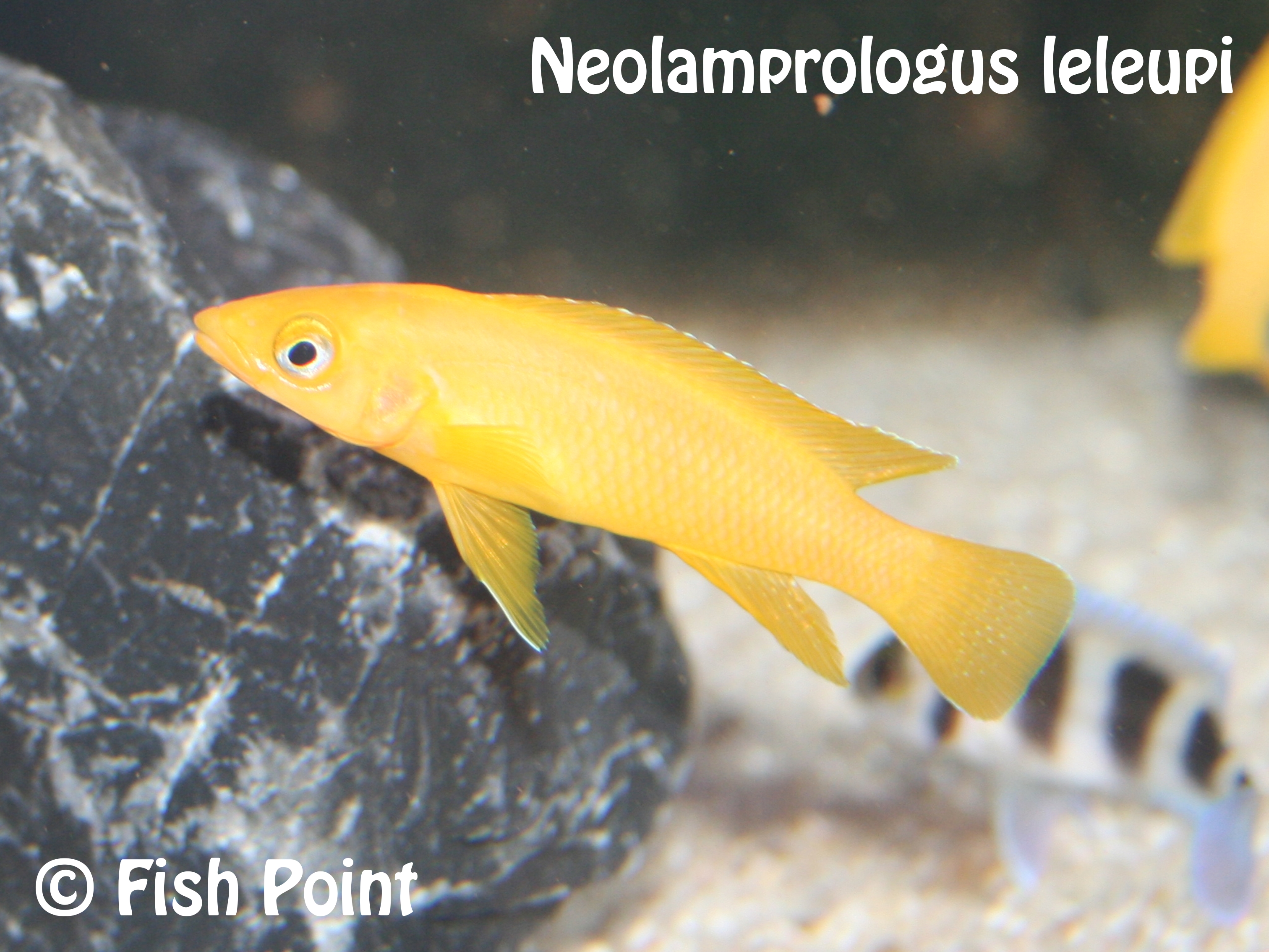 Neolamprologus leleupi