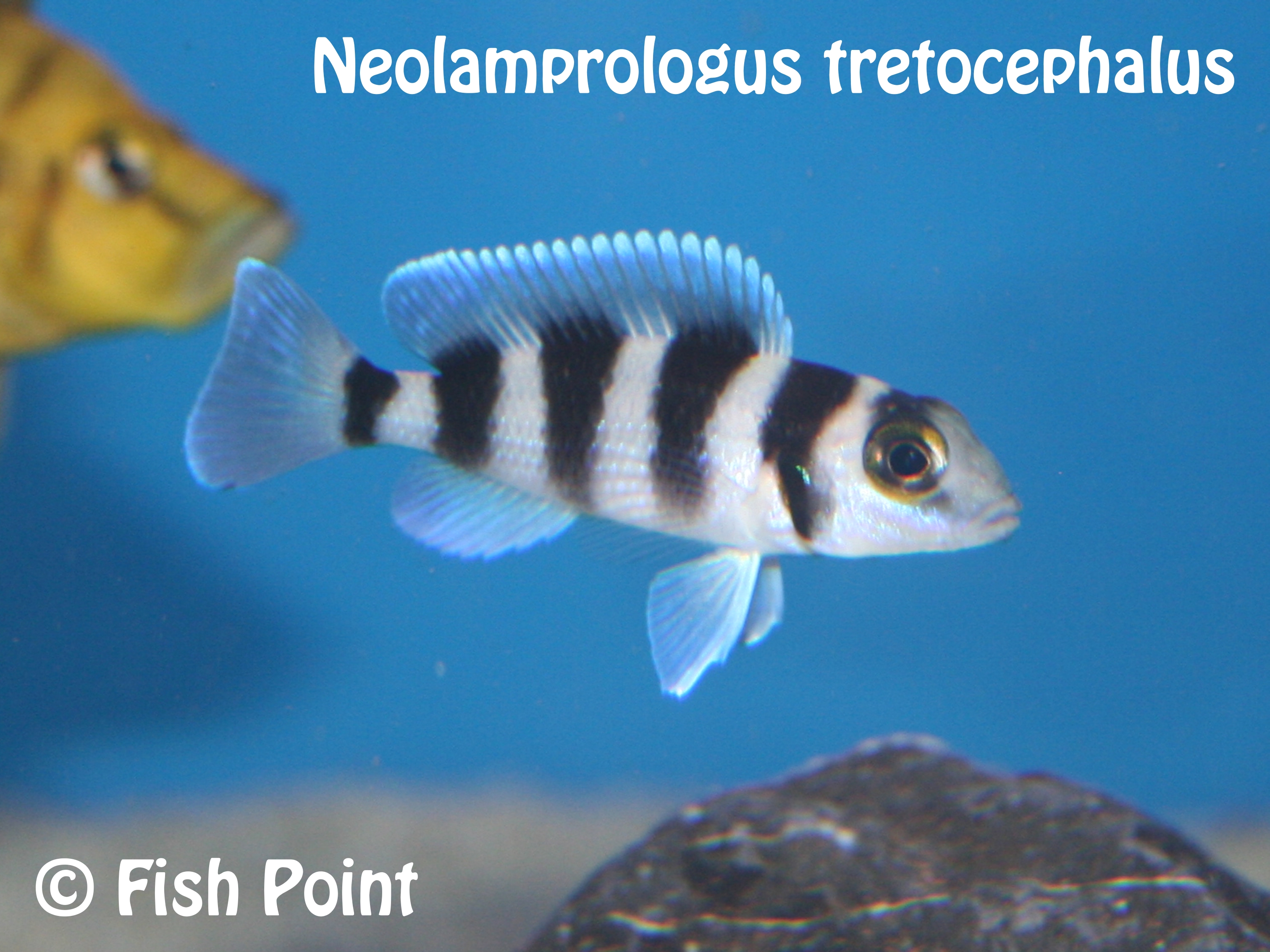 Neolamprologus tretocephalus