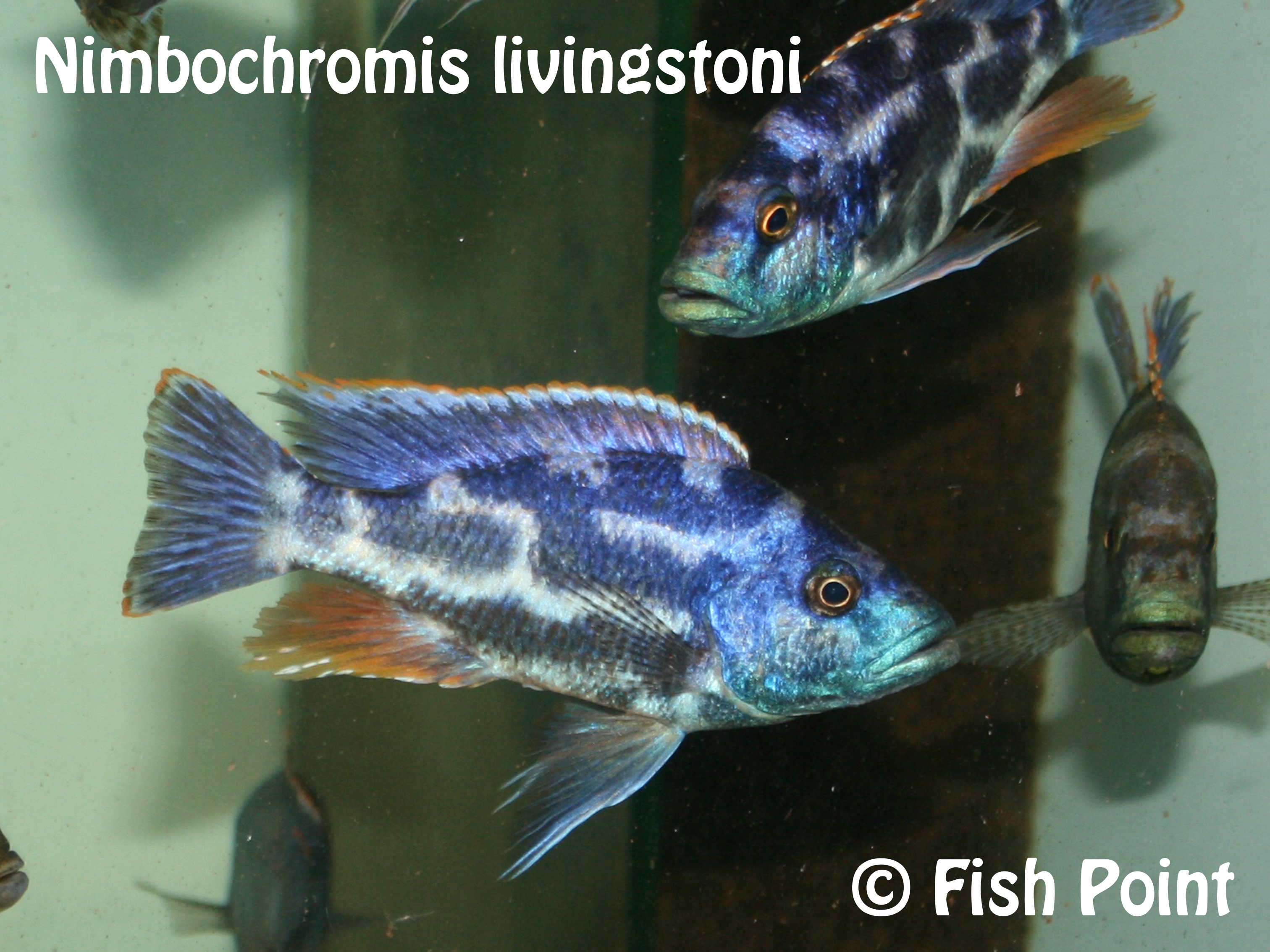 Nimbochromis livingstoni
