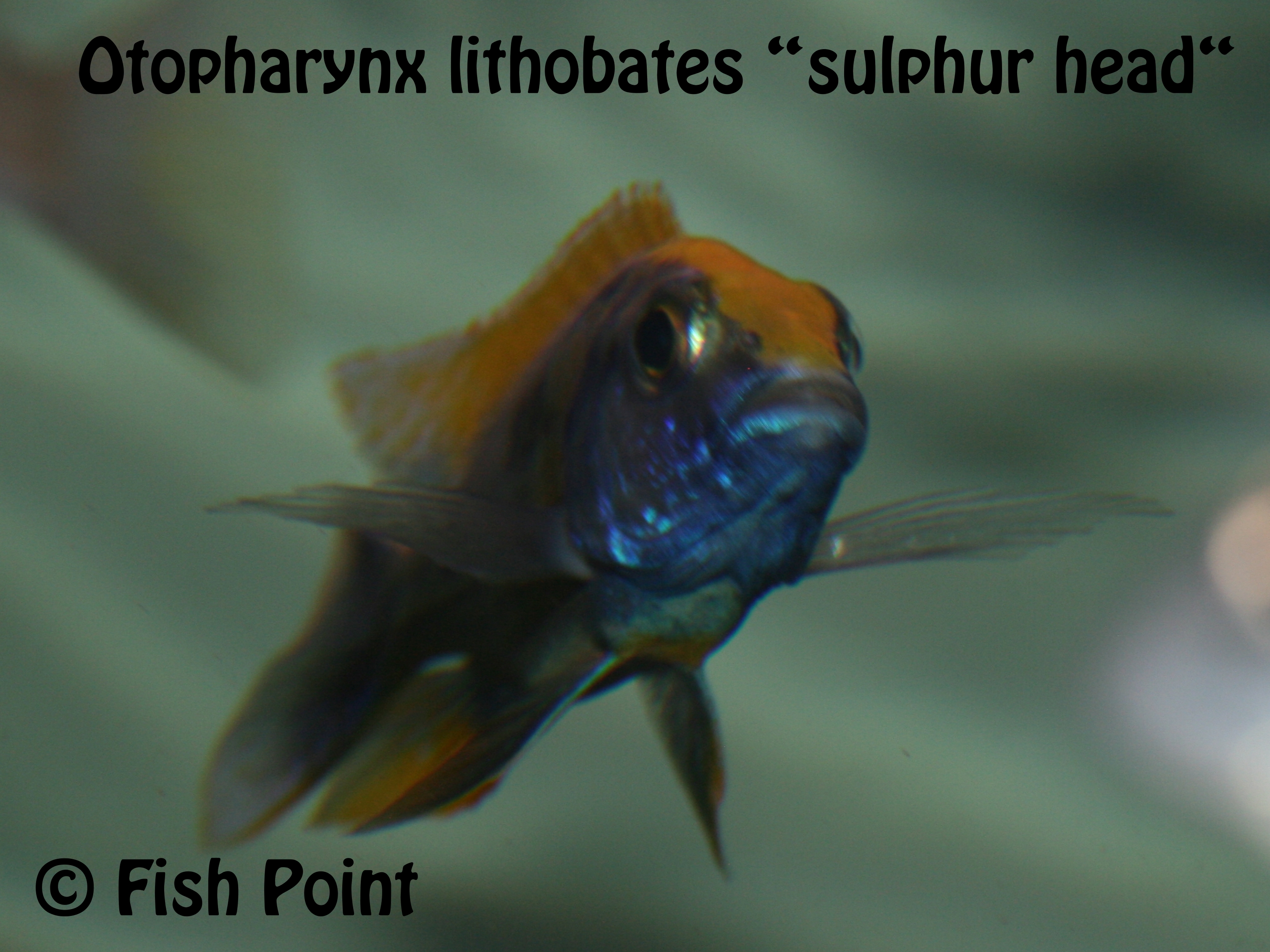 Otopharynx lithobates sulphur head