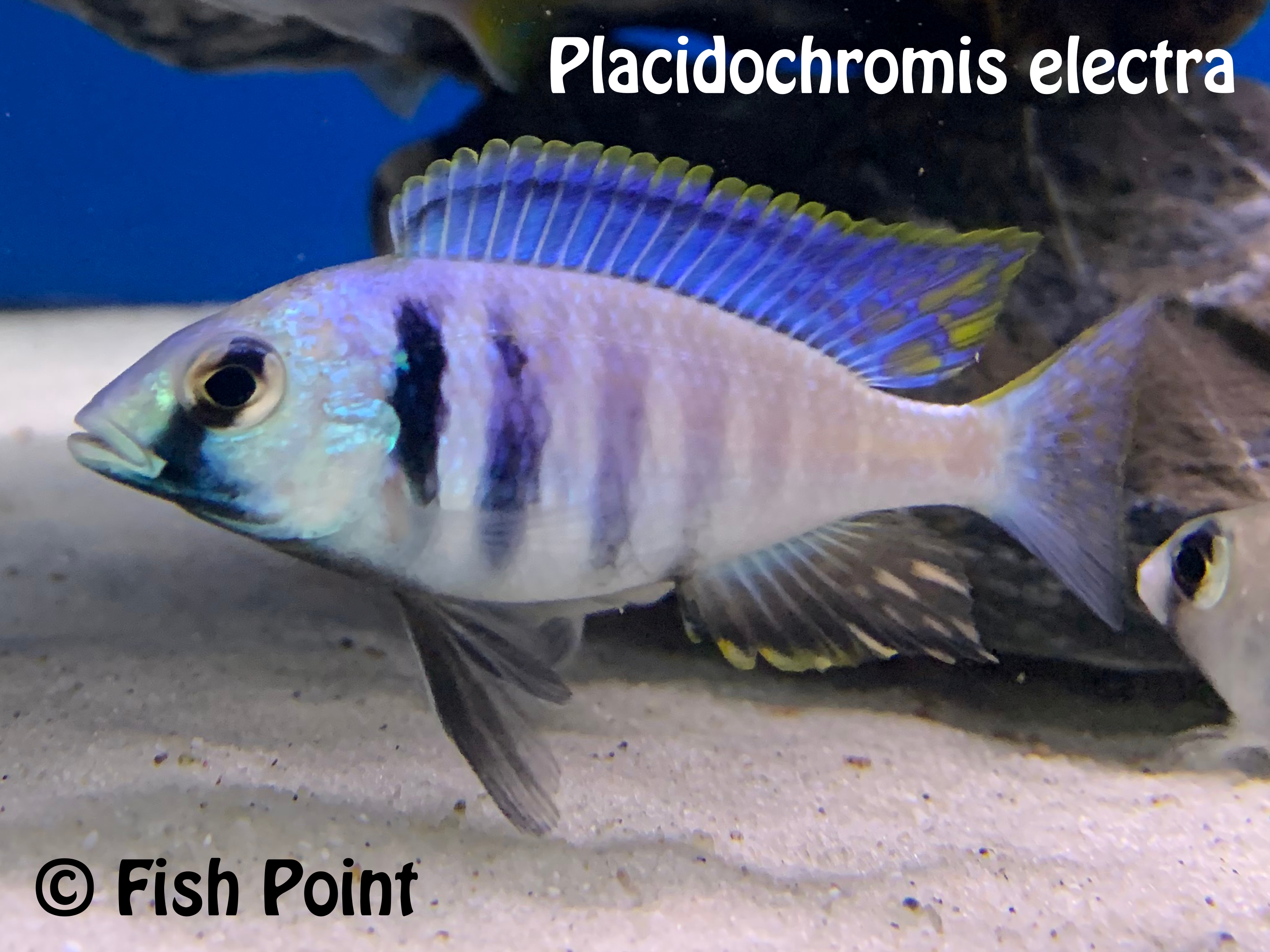 Placidochromis electra