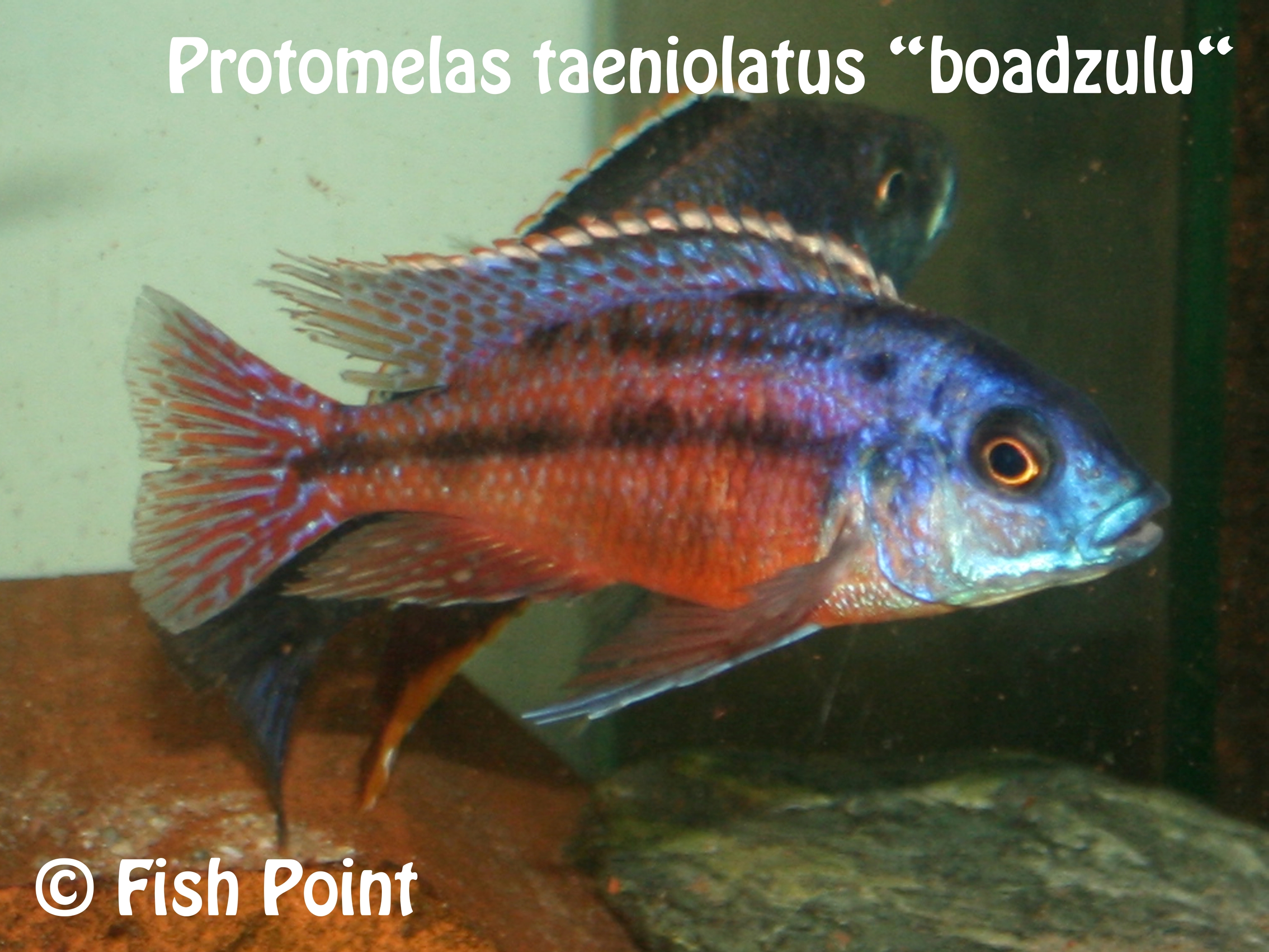 Protomelas taeniolatus boadzulu
