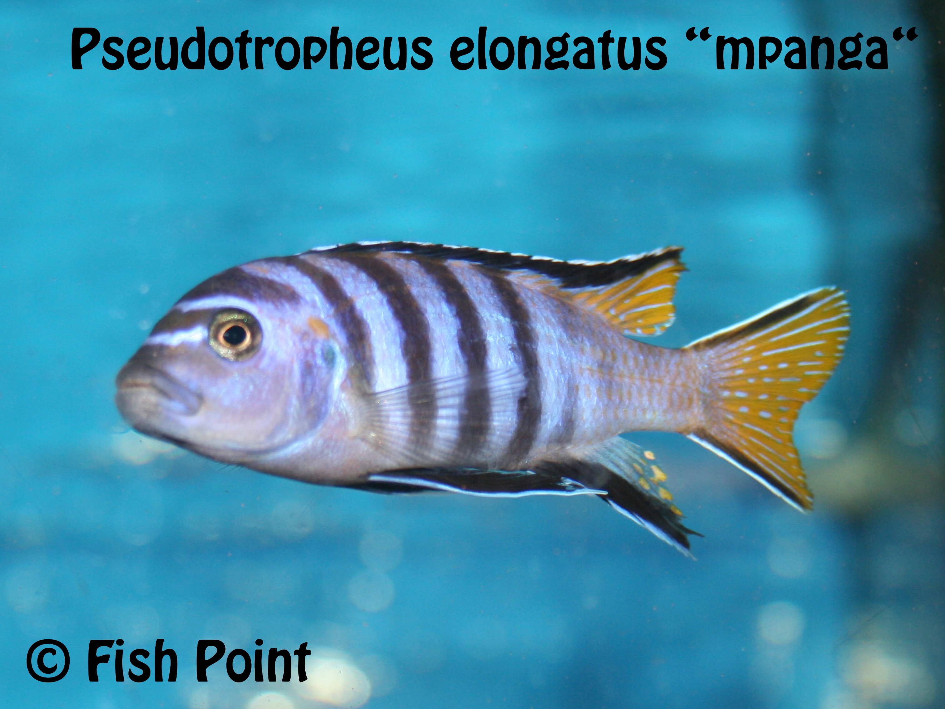 Pseudotropheus elongatus mpanga