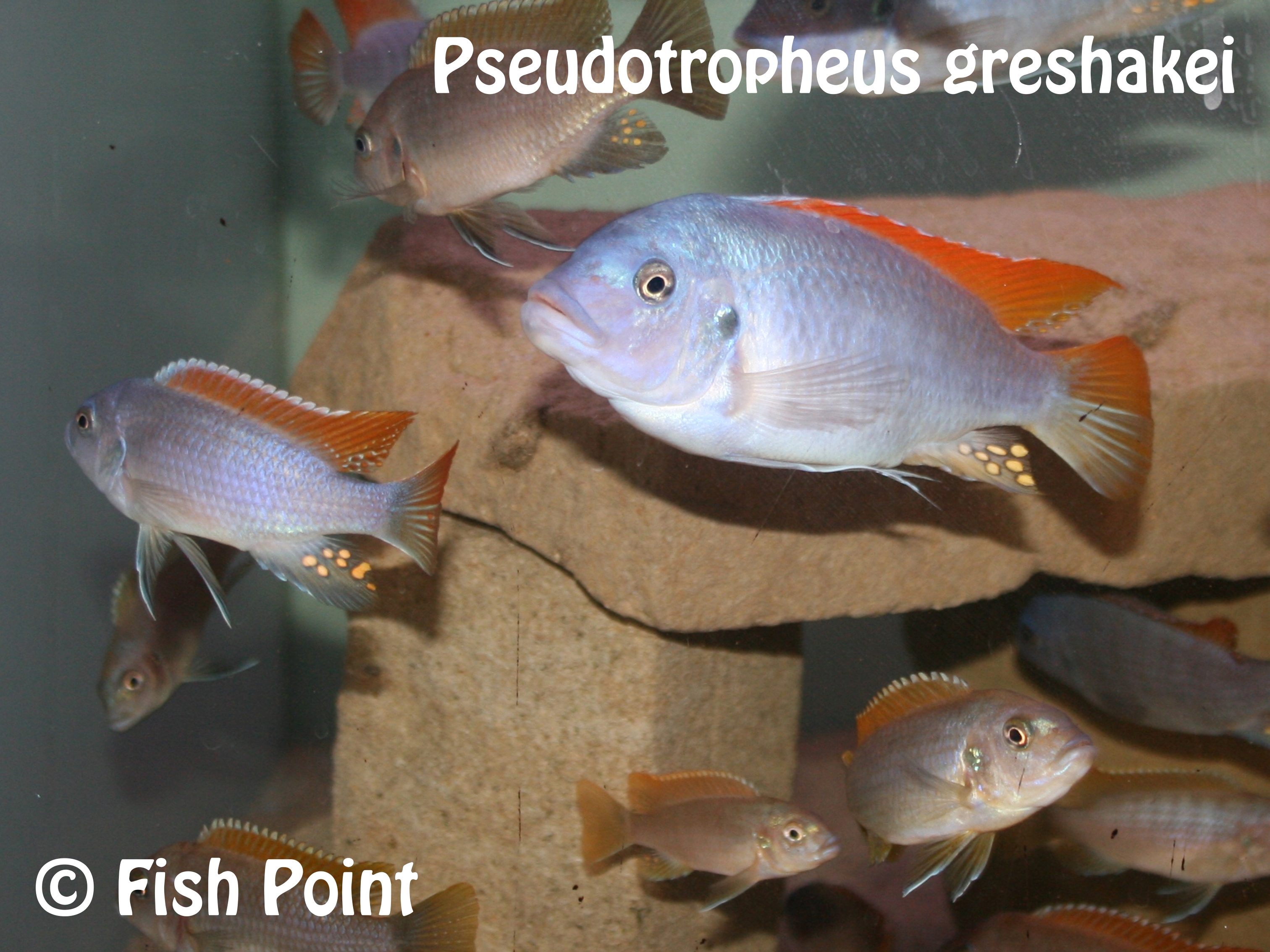 Pseudotropheus greshakei