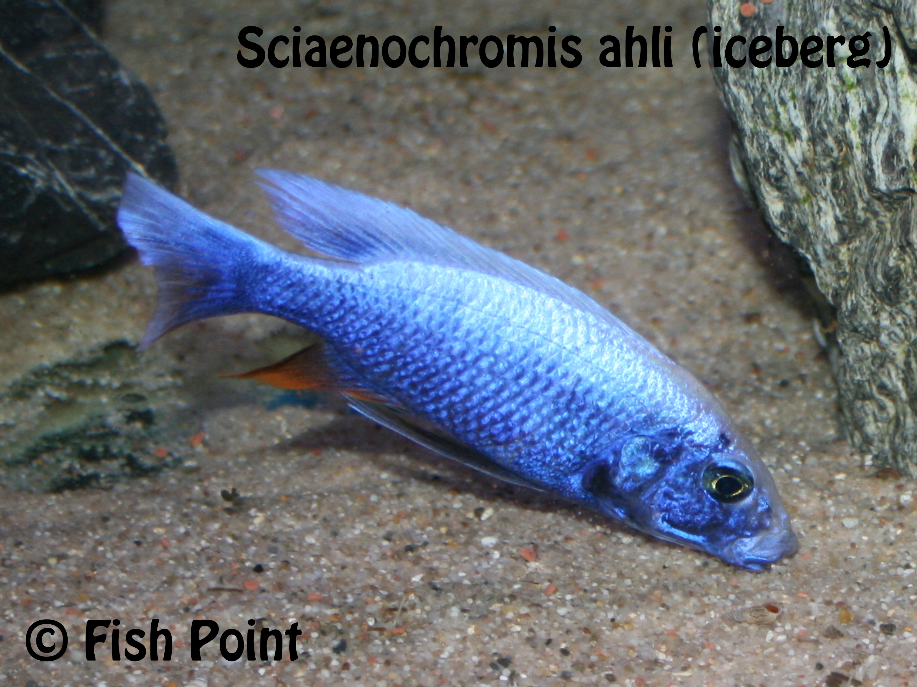Sciaenochromis ahli