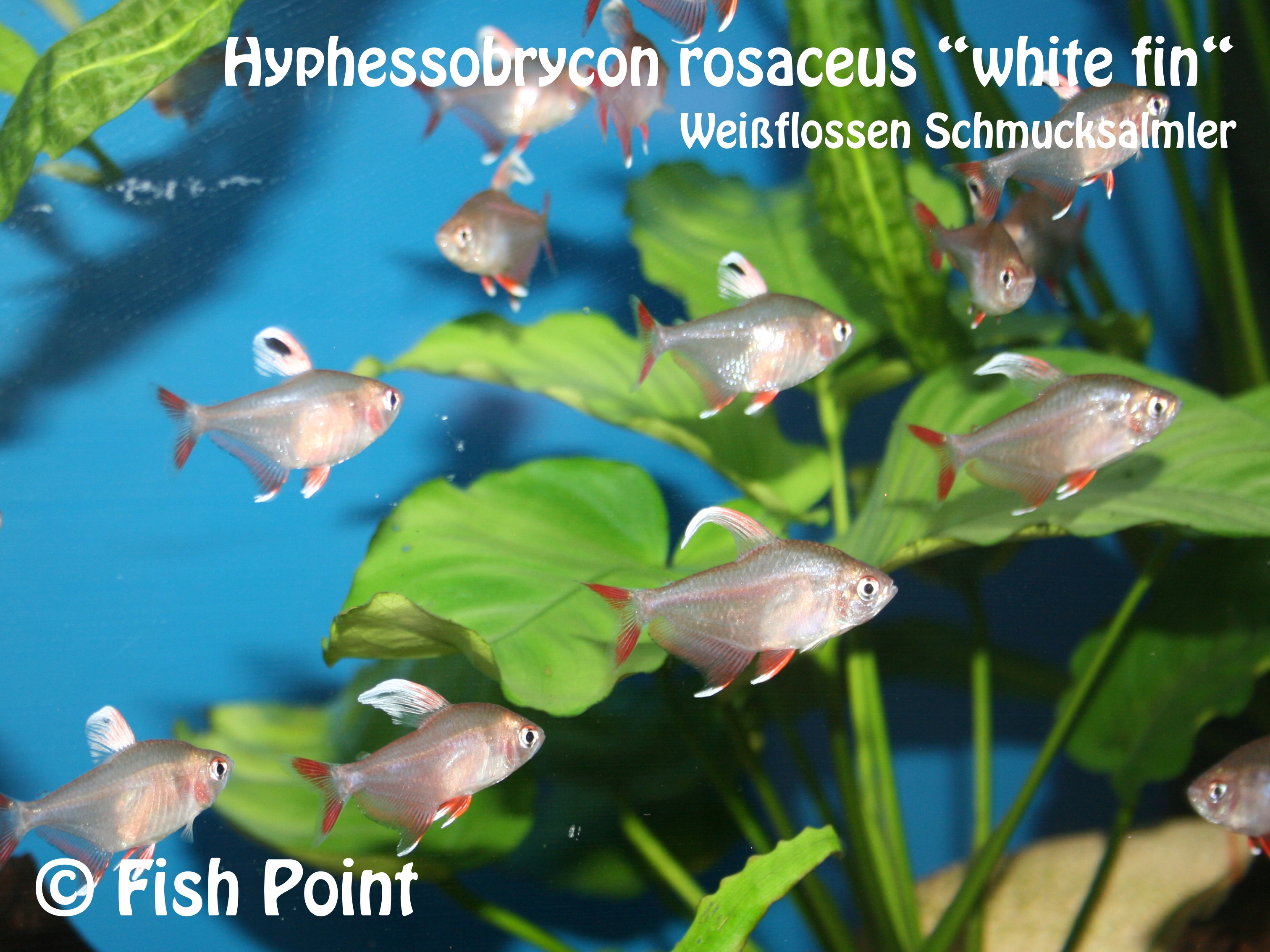 Weissflossen Schmucksalmler