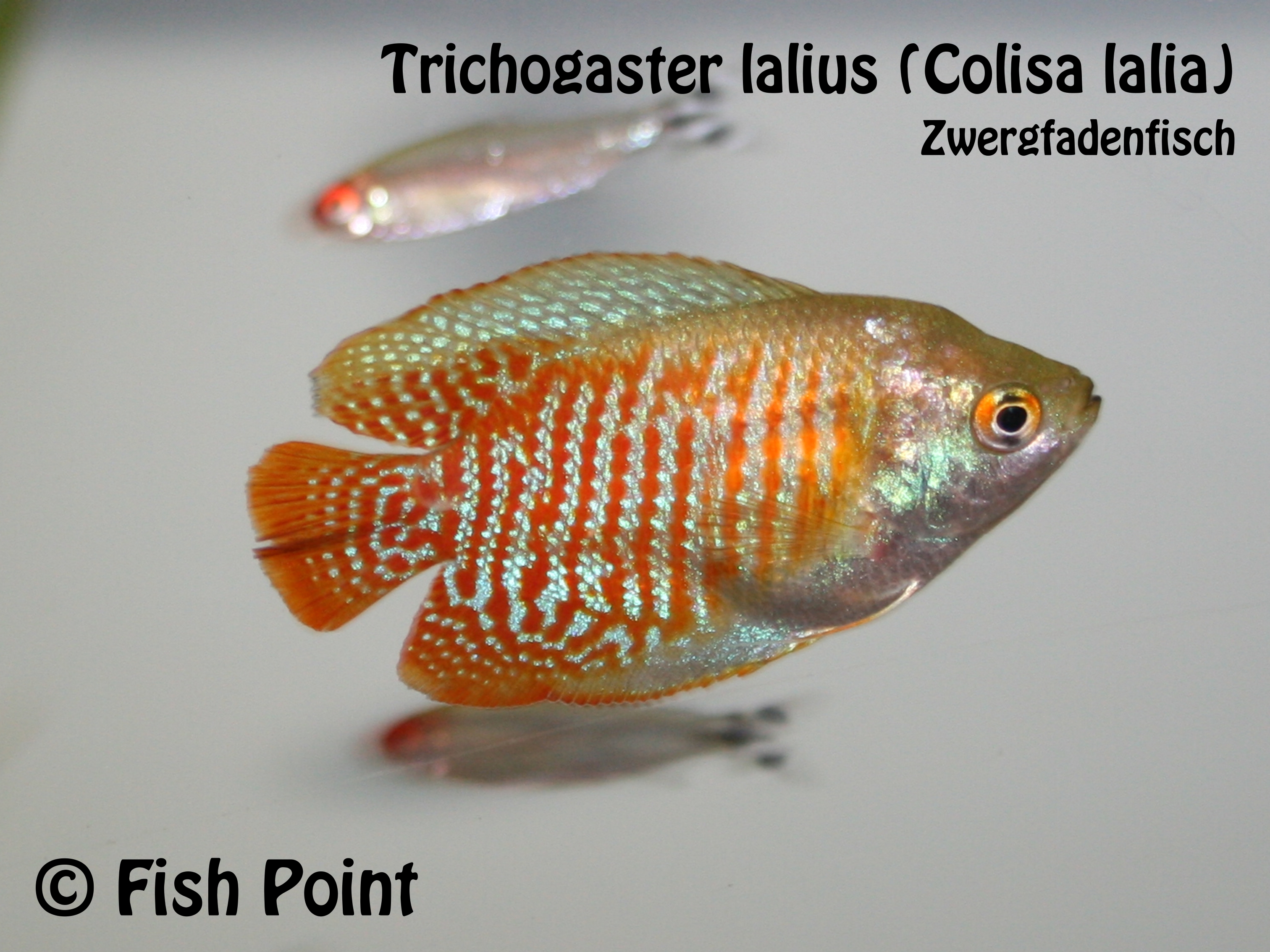 Zwergfadenfisch
